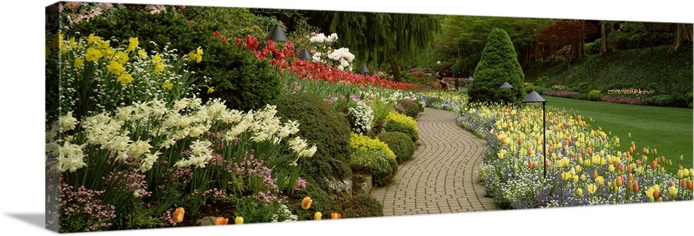 Flowers in a garden, Butchart Gardens, Brentwood Bay, Vancouver Island