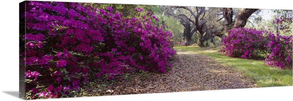 Panoramic photo print of flowering shrubs in a garden with big trees in the distance.