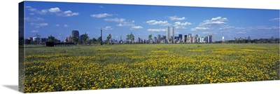 Flowers in a park with buildings in the background Manhattan New York City New York State
