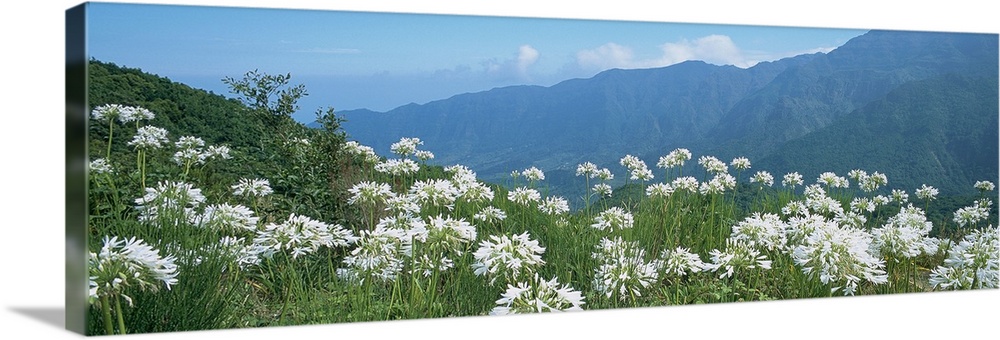 Panoramic photograph of large flowers in a vast, green meadow, in front of a mountain landscape in a n ecological park in ...