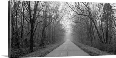 Foggy Tree Lined Road IL