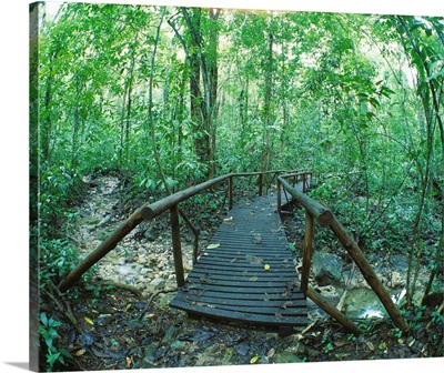 Footbridge Through Rain forest Costa Rica