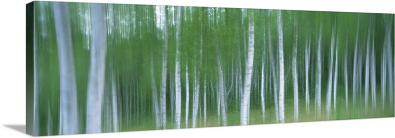 Forest | Great Big Canvas