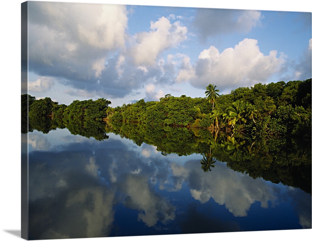 Forest along the riverbank and reflection of cloud in water, Sibun River, Belize