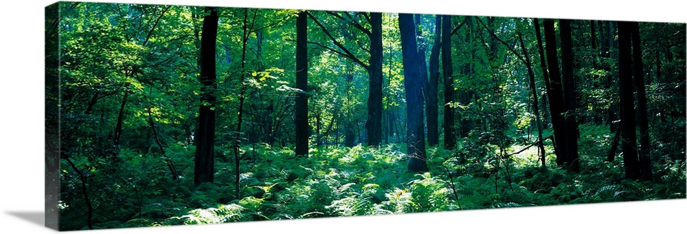 Forest Broome County NY Wall Art, Canvas Prints, Framed Prints, Wall ...