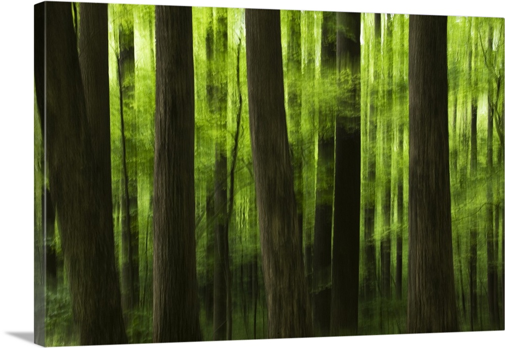 This fine art photograph is an out of focus landscape of tree trunks and new foliage.