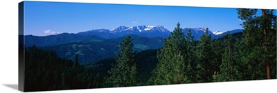 Forest Cascade Range WA