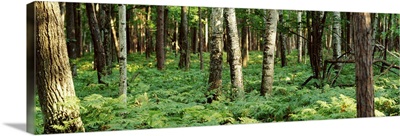 forest floor