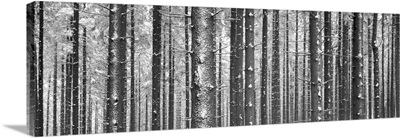 Forest in winter, Kandel Mountain, Black Forest, Baden-Wurttemberg, Germany