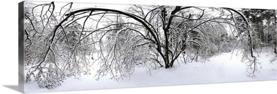 Forest in winter, Saint-Jean-sur-Richelieu, Quebec, Canada