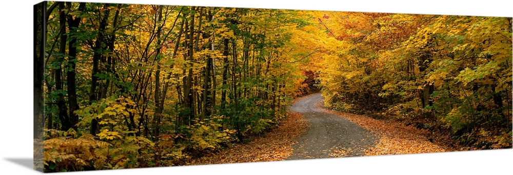 Panoramic picture taken of a winding road through a thick forest during autumn with trees lining the side of the path.