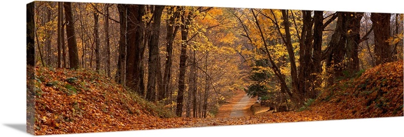 Forest Road Pittsfield MA | Great Big Canvas