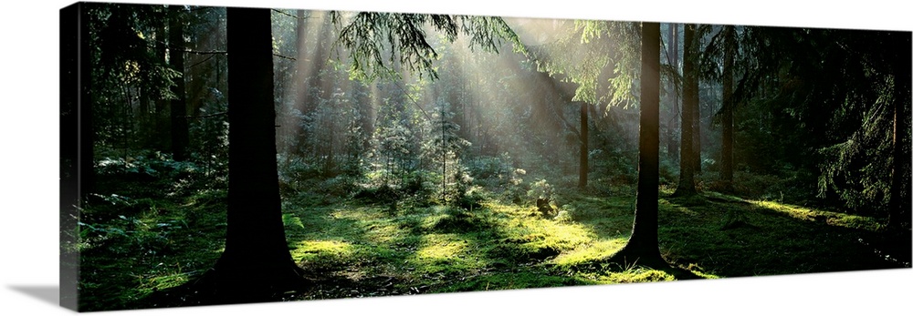 This is panoramic wall art for the home or office of a photograph of an opening in the forest canopy lets light reach the ...