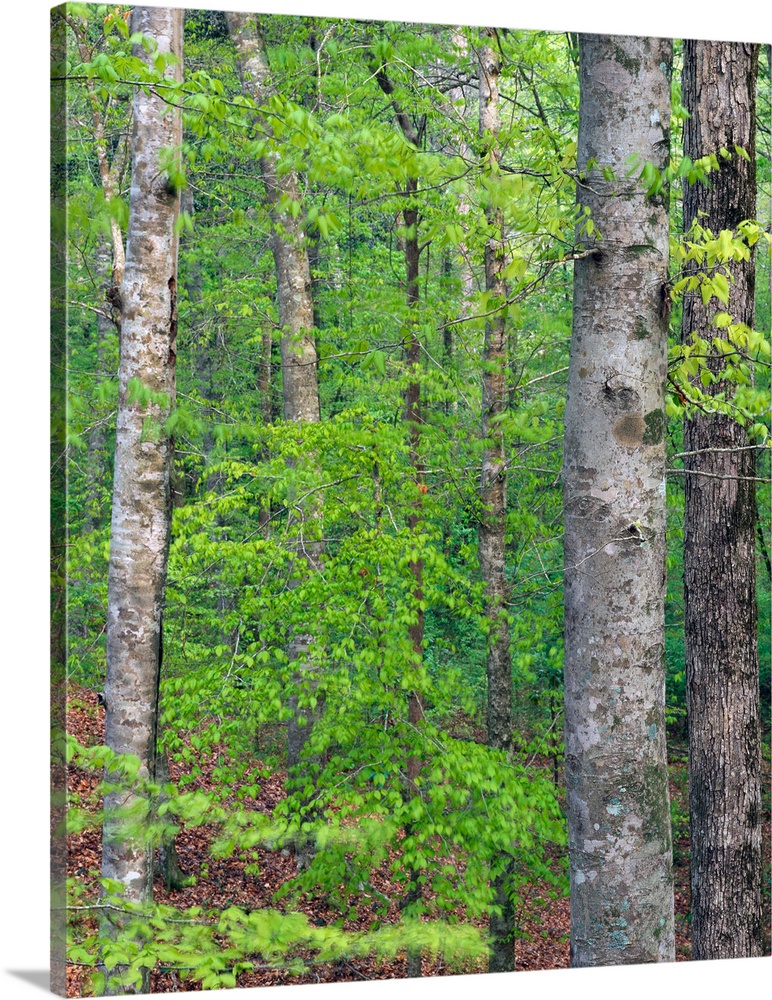 Forest with american beech trees, Kistachie National Forest, Louisiana