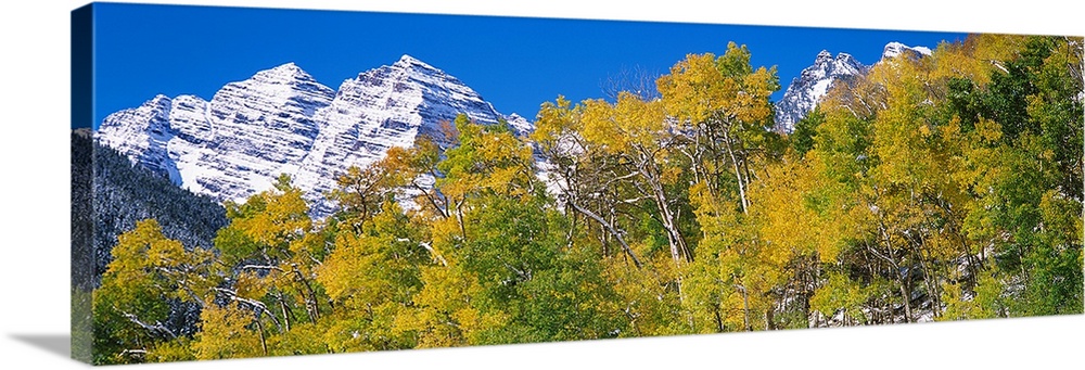 The Maroon Bells mountain range behind a row of brightly colored trees in Aspen, Colorado.