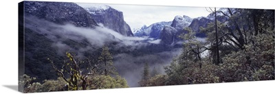 Forest Yosemite National Park California
