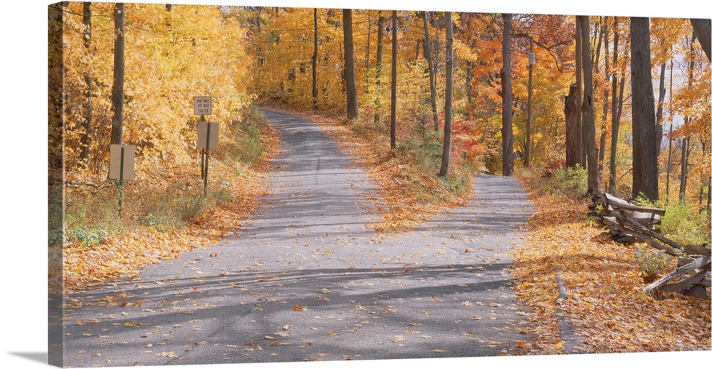 Big canvas photo of a road that forks with beautiful fall foliage surrounding it.