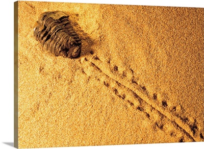 Fossil in the sand