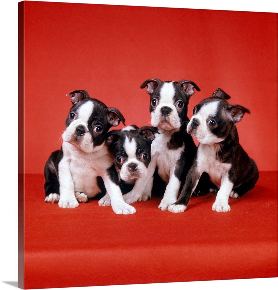 Four boston terrier puppies on red background looking at camera funny faces.