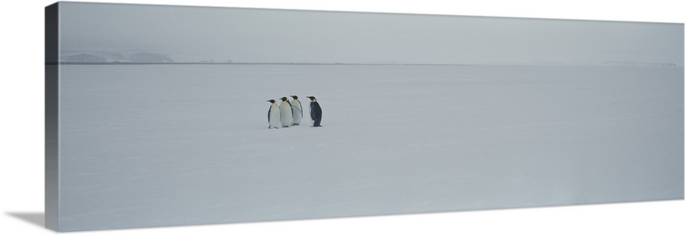 Four Emperor penguins on a polar landscape, Ross Sea