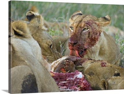 Four lioness eating a kill, Ngorongoro Conservation Area, Arusha Region, Tanzania (Panthera leo)