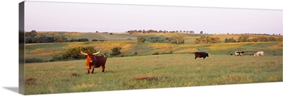 Four Texas Longhorn cattle grazing in a field, Kansas