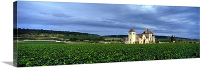 France, Burgundy, Grand Cru Vineyard