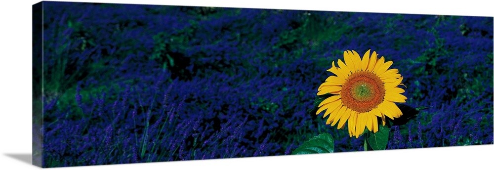 France, Provence, Suze-La-Rouse, sunflower in lavender field