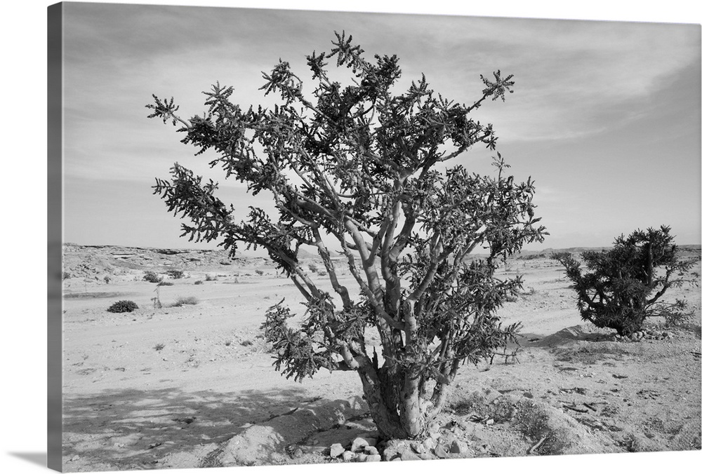 Frankincense trees (Boswellia sacra) in a desert, Salalah, Dhofar, Oman