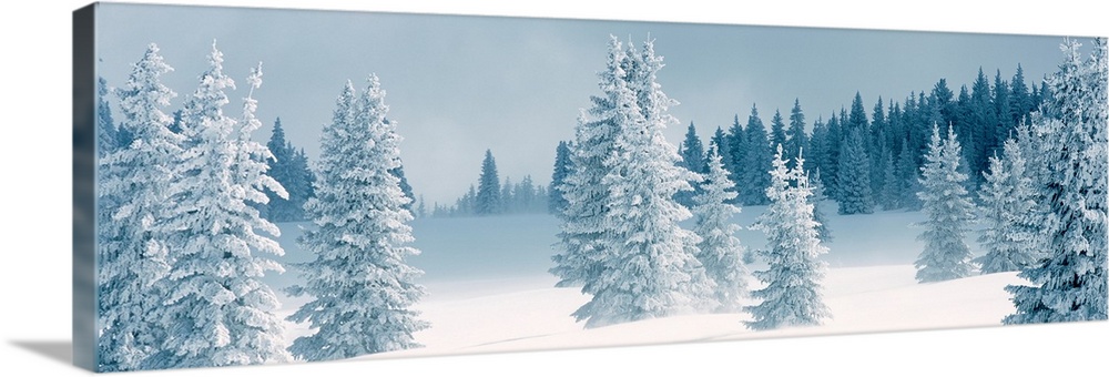 Panoramic photograph displays a Winter landscape of trees that have been covered in a blanket of snow.  The scattered tree...