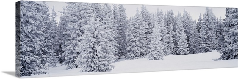 Fresh Snow on Pine Trees Taos County NM Wall Art, Canvas Prints, Framed ...