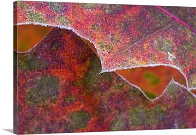 Frost on autumn color red oak leaves, detail, Minnesota