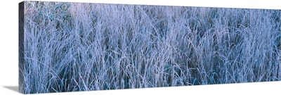 Frost on grass in a field, Lake Placid, Adirondack Mountains, New York State
