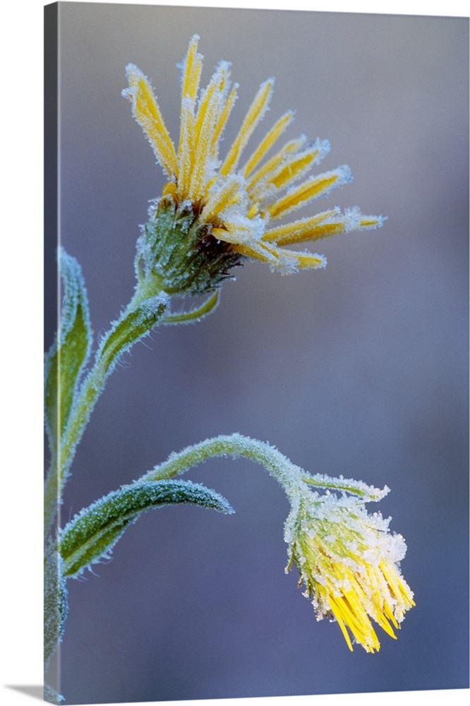 Frost on sunflower blossoms, soft focus close up, Michigan