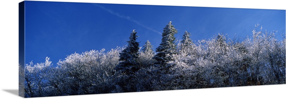 Frost on trees, Great Smoky Mountains National Park, Tennessee,