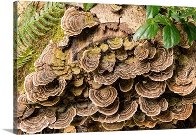 Fungus growing on fallen tree in rainforest
