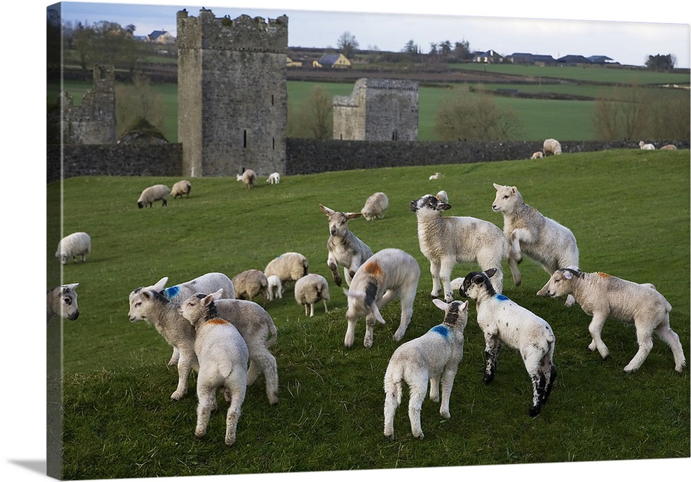 Gambolling Lambs, Kells Monastry, County Kilkenny, Ireland