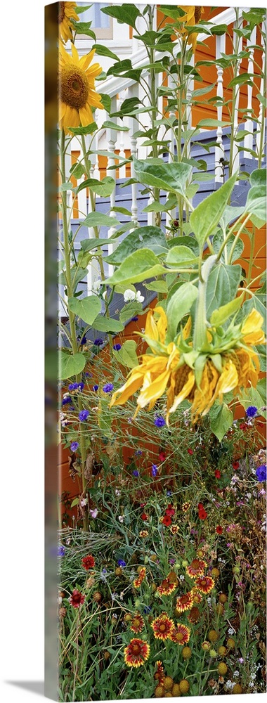A panorama vertical piece of a sprouting garden that has tall sunflowers growing from it.