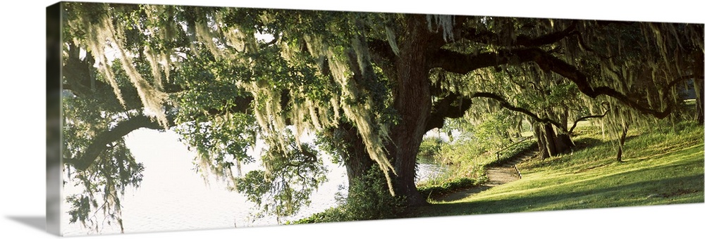 Panoramic photo of a weeping willow tree in a garden along a river.