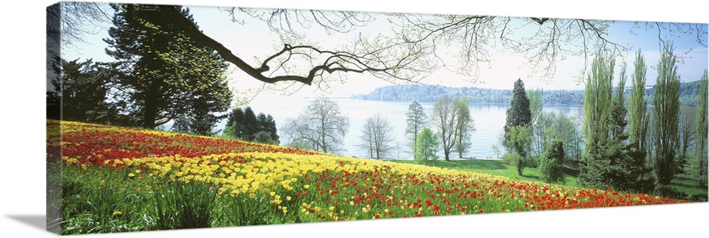 A field of flowers is photographed in the foreground with a large body of water shown in the distance.