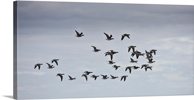 Geese Migrating, Iceland