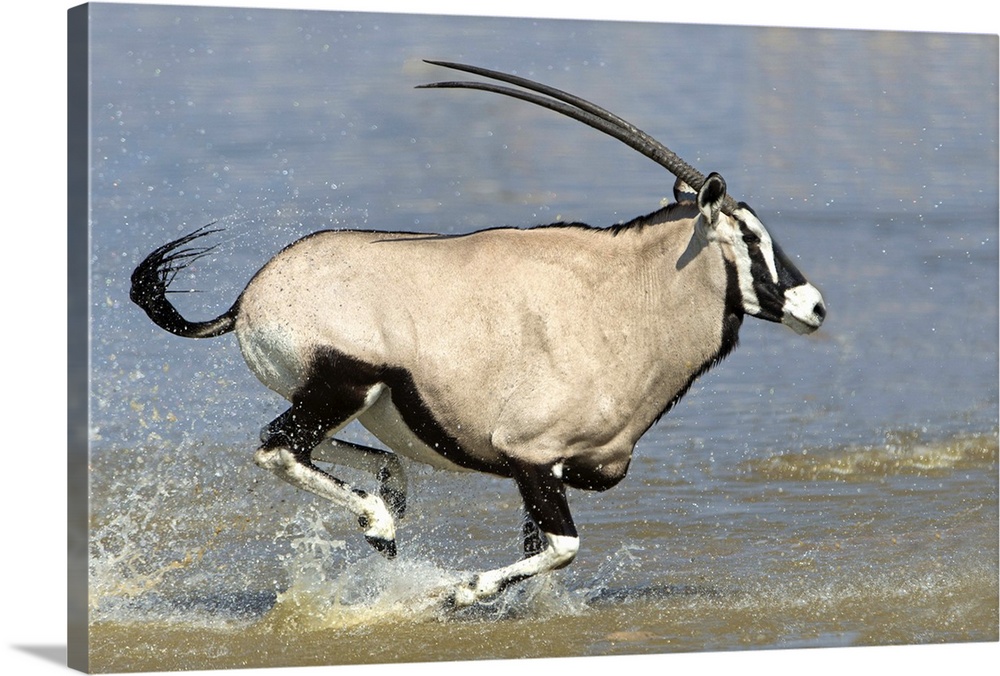 Gemsbok (Oryx gazella) running at riverside, Etosha National Park, Namibia