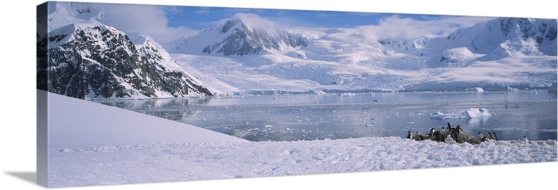 Gentoo penguins on a landscape, Neko Harbor, Antarctica | Great Big Canvas