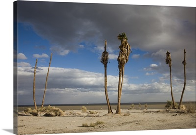 Ghost town in a desert, Salton Sea, Salton City, Imperial County, California