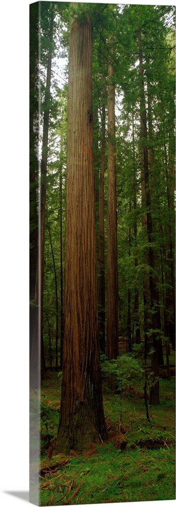 Vertical photograph on a big canvas of tall redwood trees surrounded by green foliage in the Giants Redwood National Park ...