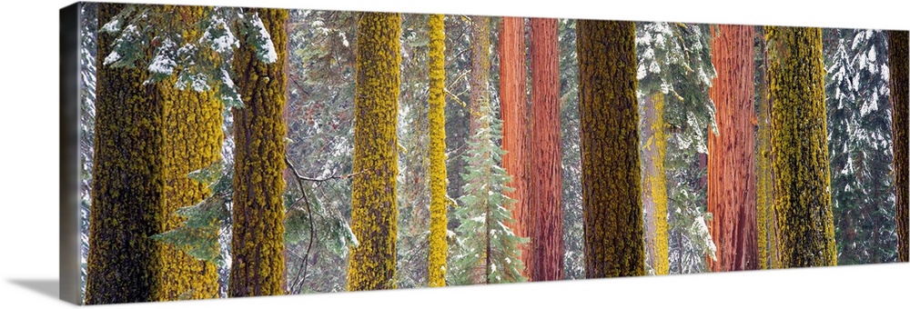 Panoramic photograph shows a forest within the Western United States that is filled with large redwood trees.  Located on ...