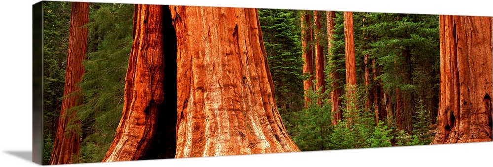 Giant sequoia trees in a forest, California