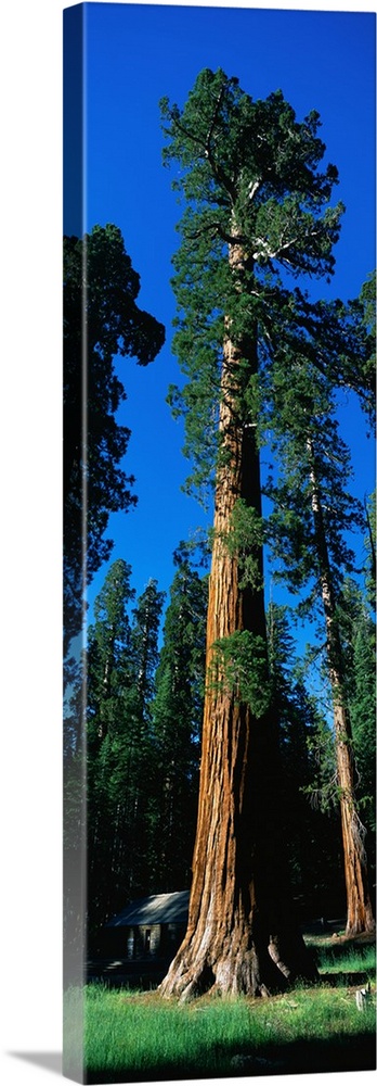 Giant Sequoia Yosemite National Park CA