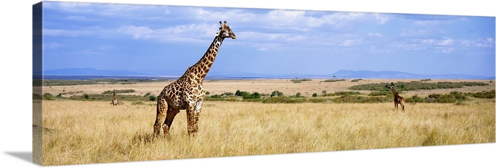 Panoramic photograph of grassy meadow with under a cloudy sky with African animals grazing.