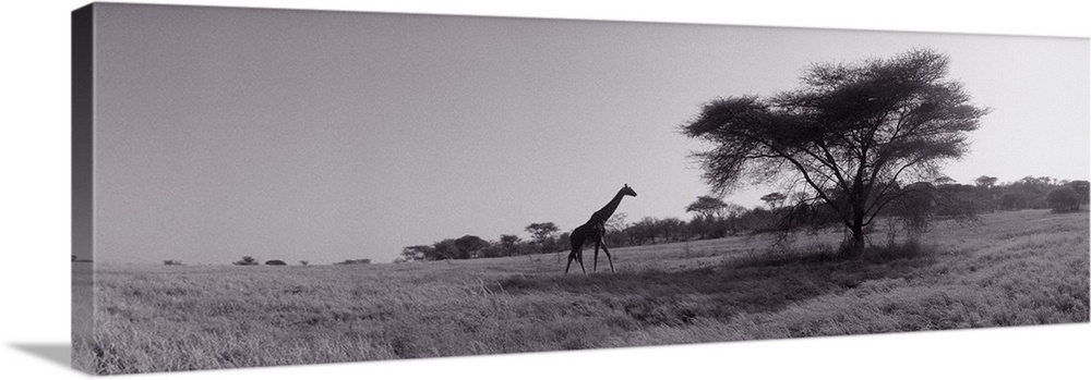 Panoramic photograph of tall, long-necked animal walking toward tall tree.